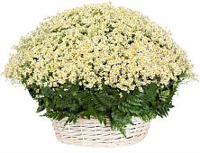 Цветочная композиция из Ромашки в корзине #REPLACE_PRED# Таре